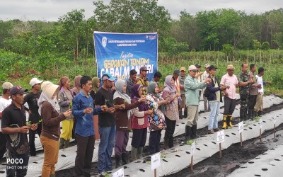 Kegiatan Tanam Cabai Mandiri di Kec. Sungai Ambawang